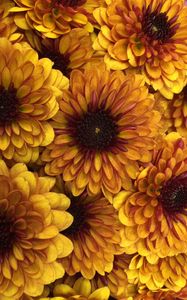 Preview wallpaper chrysanthemum, flowers, petals, yellow, macro