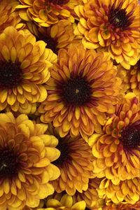 Preview wallpaper chrysanthemum, flowers, petals, yellow, macro