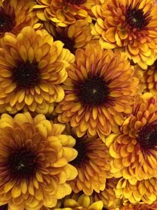 Preview wallpaper chrysanthemum, flowers, petals, yellow, macro