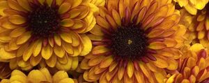 Preview wallpaper chrysanthemum, flowers, petals, yellow, macro