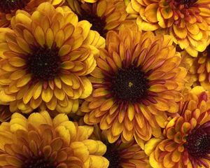 Preview wallpaper chrysanthemum, flowers, petals, yellow, macro