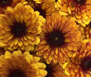 Preview wallpaper chrysanthemum, flowers, petals, yellow, macro