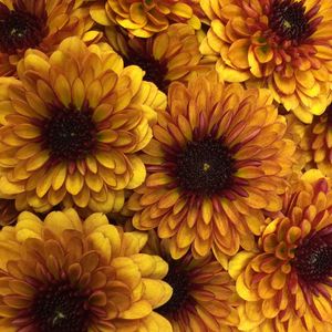 Preview wallpaper chrysanthemum, flowers, petals, yellow, macro