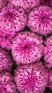 Preview wallpaper chrysanthemum, flowers, pink