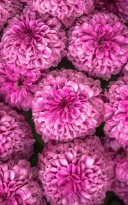 Preview wallpaper chrysanthemum, flowers, pink