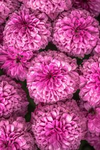 Preview wallpaper chrysanthemum, flowers, pink