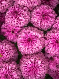 Preview wallpaper chrysanthemum, flowers, pink