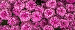 Preview wallpaper chrysanthemum, flowers, pink