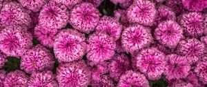 Preview wallpaper chrysanthemum, flowers, pink