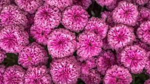 Preview wallpaper chrysanthemum, flowers, pink