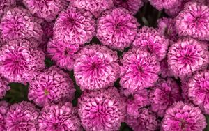 Preview wallpaper chrysanthemum, flowers, pink