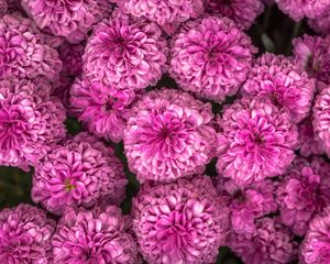 Preview wallpaper chrysanthemum, flowers, pink