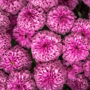 Preview wallpaper chrysanthemum, flowers, pink