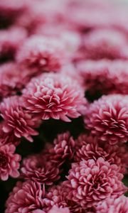 Preview wallpaper chrysanthemum, flowers, pink, macro