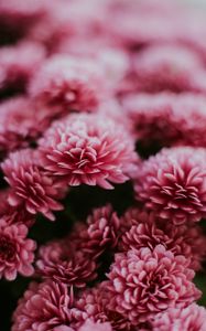 Preview wallpaper chrysanthemum, flowers, pink, macro