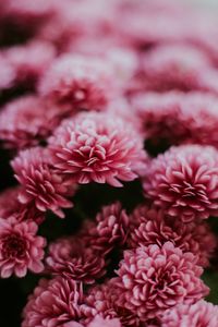 Preview wallpaper chrysanthemum, flowers, pink, macro