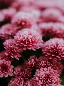 Preview wallpaper chrysanthemum, flowers, pink, macro