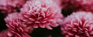 Preview wallpaper chrysanthemum, flowers, pink, macro