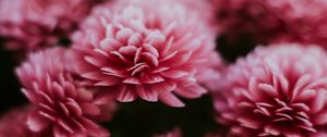 Preview wallpaper chrysanthemum, flowers, pink, macro