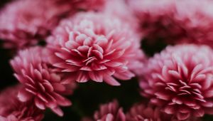 Preview wallpaper chrysanthemum, flowers, pink, macro