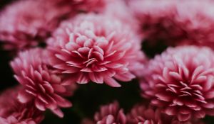 Preview wallpaper chrysanthemum, flowers, pink, macro
