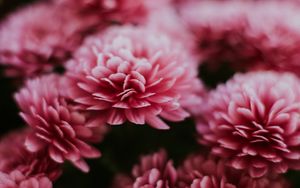 Preview wallpaper chrysanthemum, flowers, pink, macro