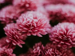 Preview wallpaper chrysanthemum, flowers, pink, macro