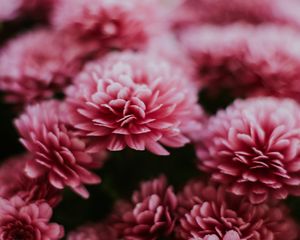 Preview wallpaper chrysanthemum, flowers, pink, macro