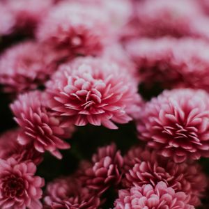 Preview wallpaper chrysanthemum, flowers, pink, macro