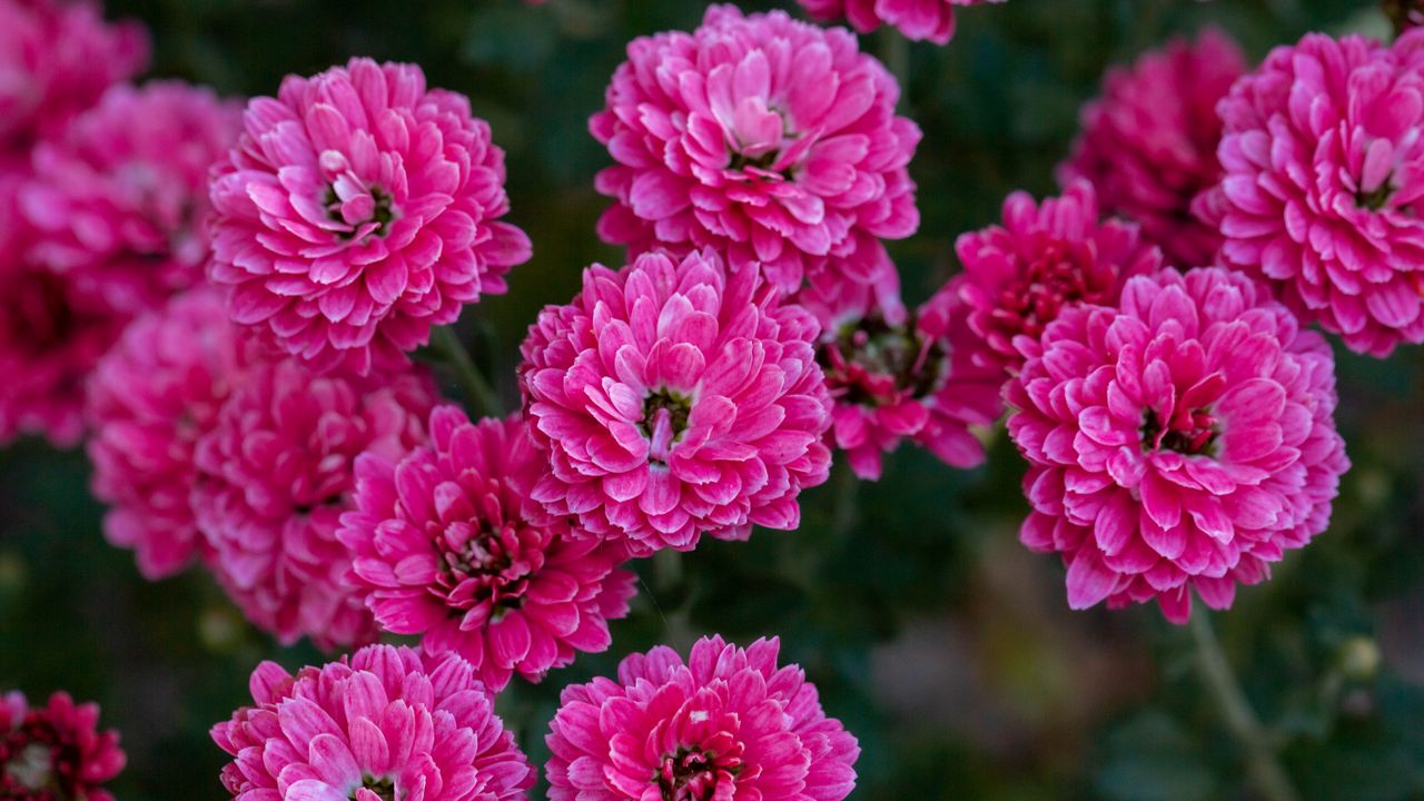 Wallpaper chrysanthemum, flowers, pink, bloom, plant