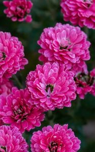 Preview wallpaper chrysanthemum, flowers, pink, bloom, plant