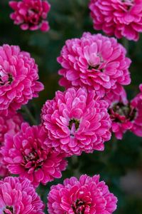 Preview wallpaper chrysanthemum, flowers, pink, bloom, plant