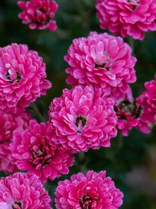 Preview wallpaper chrysanthemum, flowers, pink, bloom, plant