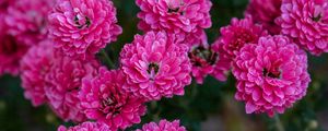 Preview wallpaper chrysanthemum, flowers, pink, bloom, plant