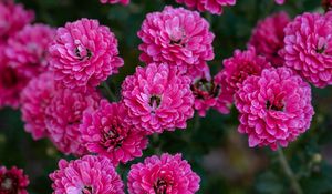 Preview wallpaper chrysanthemum, flowers, pink, bloom, plant