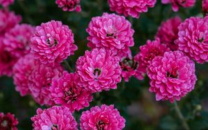 Preview wallpaper chrysanthemum, flowers, pink, bloom, plant