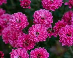 Preview wallpaper chrysanthemum, flowers, pink, bloom, plant