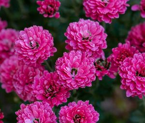 Preview wallpaper chrysanthemum, flowers, pink, bloom, plant