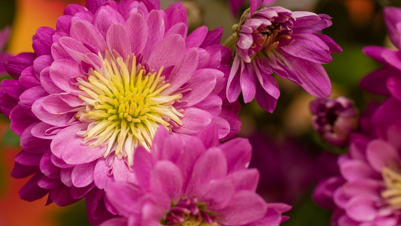 Wallpaper chrysanthemum, flowers, pink, petals