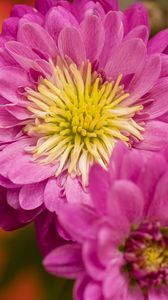 Preview wallpaper chrysanthemum, flowers, pink, petals