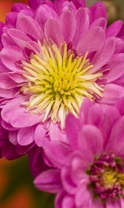 Preview wallpaper chrysanthemum, flowers, pink, petals