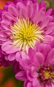 Preview wallpaper chrysanthemum, flowers, pink, petals