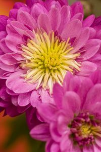 Preview wallpaper chrysanthemum, flowers, pink, petals