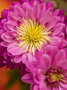 Preview wallpaper chrysanthemum, flowers, pink, petals