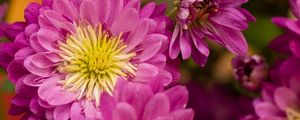 Preview wallpaper chrysanthemum, flowers, pink, petals