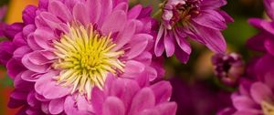 Preview wallpaper chrysanthemum, flowers, pink, petals