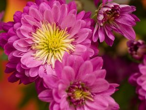 Preview wallpaper chrysanthemum, flowers, pink, petals