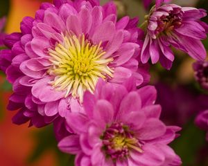 Preview wallpaper chrysanthemum, flowers, pink, petals