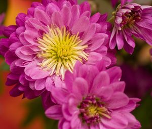 Preview wallpaper chrysanthemum, flowers, pink, petals