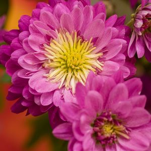 Preview wallpaper chrysanthemum, flowers, pink, petals